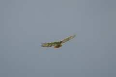 PDVW9733