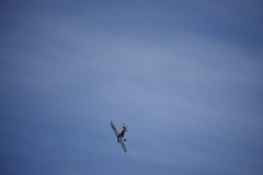 PVW_0879
